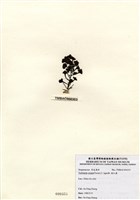 藏品(喇叭藻)的圖片